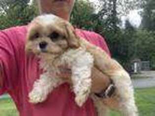 Cavachon Puppy for sale in Denver, PA, USA