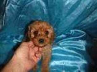 Cavapoo Puppy for sale in West Plains, MO, USA