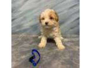 Mutt Puppy for sale in Schriever, LA, USA