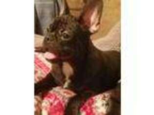 French Bulldog Puppy for sale in Rockport, IL, USA