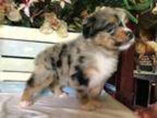 Australian Shepherd Puppy for sale in Blue Ridge, GA, USA