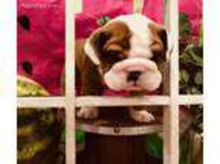 Bulldog Puppy for sale in Slidell, LA, USA