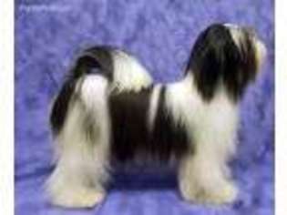 Lhasa Apso Puppy for sale in Edinburg, TX, USA