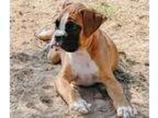 Boxer Puppy for sale in Seattle, WA, USA