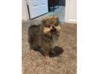 Pomeranian Puppy for sale in Pendleton, IN, USA