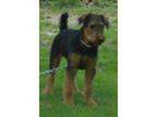 Airedale Terrier Puppy for sale in Hartville, MO, USA