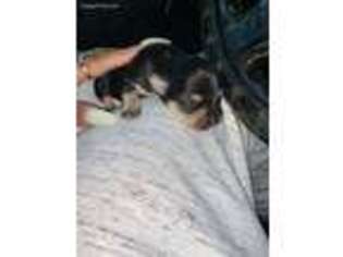 Chorkie Puppy for sale in Tampa, FL, USA