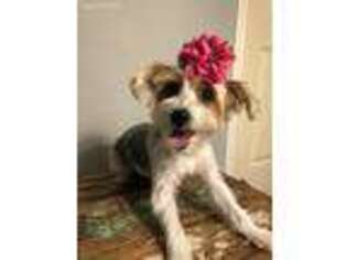 Yorkshire Terrier Puppy for sale in Celina, TX, USA