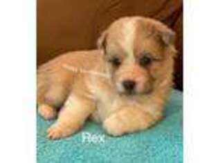 Mutt Puppy for sale in Tennessee, IL, USA