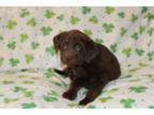Labrador Retriever Puppy for sale in Somerdale, OH, USA