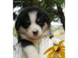 Pembroke Welsh Corgi Puppy for sale in Unionville, MO, USA