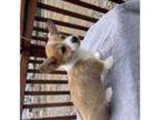 Pembroke Welsh Corgi Puppy for sale in Pocatello, ID, USA
