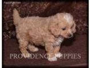 Cavapoo Puppy for sale in Wayland, IA, USA