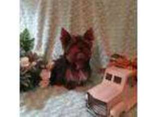 Yorkshire Terrier Puppy for sale in Dearborn Heights, MI, USA