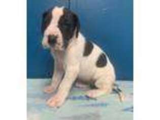 Great Dane Puppy for sale in Willmar, MN, USA