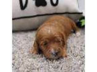 Cavapoo Puppy for sale in New Haven, IN, USA