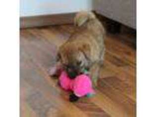 Norfolk Terrier Puppy for sale in Baltimore, MD, USA