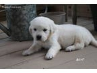 Golden Retriever Puppy for sale in Due West, SC, USA
