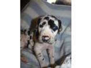 Great Dane Puppy for sale in HASTY, AR, USA