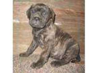 Bullmastiff Puppy for sale in Akron, IA, USA