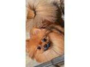 Pomeranian Puppy for sale in Kenai, AK, USA