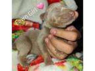 Doberman Pinscher Puppy for sale in Springfield, MA, USA