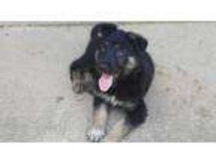 German Shepherd Dog Puppy for sale in Chelsea, AL, USA