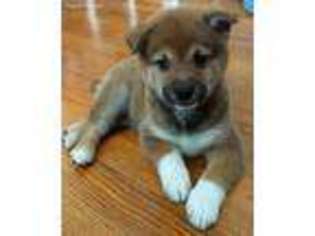 Shiba Inu Puppy for sale in Washington, IN, USA