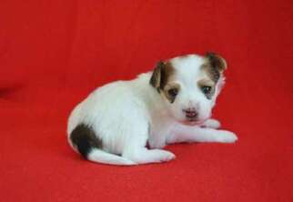Papillon Puppy for sale in NEW HAVEN, MI, USA