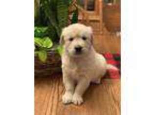 Golden Retriever Puppy for sale in Liberal, MO, USA