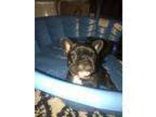 French Bulldog Puppy for sale in North Richland Hills, TX, USA