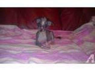 Chinese Crested Puppy for sale in HOSFORD, FL, USA