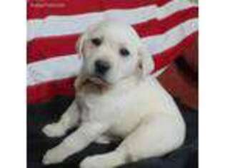 Labrador Retriever Puppy for sale in Marshfield, WI, USA