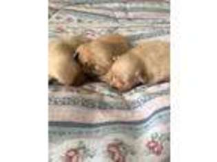 Pomeranian Puppy for sale in Evans Mills, NY, USA