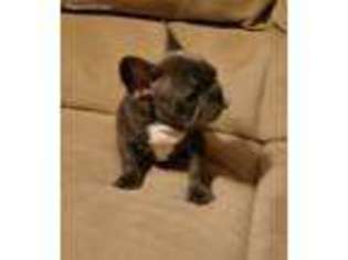 French Bulldog Puppy for sale in Snohomish, WA, USA