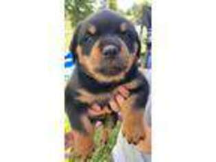 Rottweiler Puppy for sale in Horse Branch, KY, USA