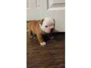 Bulldog Puppy for sale in Lexington, NC, USA