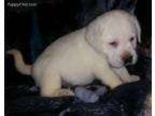 Labrador Retriever Puppy for sale in East Freetown, MA, USA