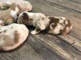 Australian Shepherd Puppy for sale in Silver Spring, MD, USA