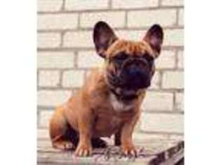 French Bulldog Puppy for sale in Berlin, NH, USA