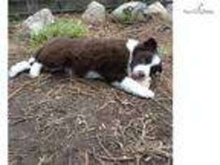 Border Collie Puppy for sale in Spokane, WA, USA