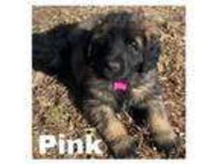 Leonberger Puppy for sale in Williamsburg, IA, USA