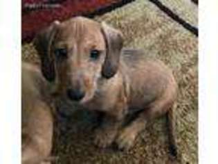 Dachshund Puppy for sale in Beloit, OH, USA