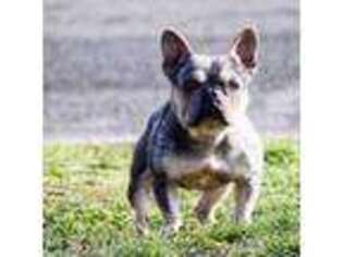 French Bulldog Puppy for sale in Trion, GA, USA