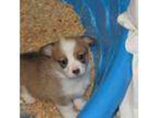 Pembroke Welsh Corgi Puppy for sale in Fort White, FL, USA