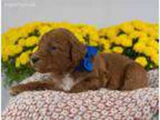 Goldendoodle Puppy for sale in Shreveport, LA, USA