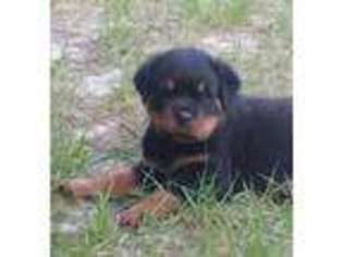 Rottweiler Puppy for sale in Clover, SC, USA