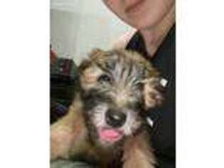 Soft Coated Wheaten Terrier Puppy for sale in Salem, AR, USA