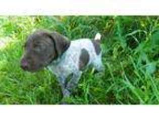 German Shorthaired Pointer Puppy for sale in Spring Valley, WI, USA