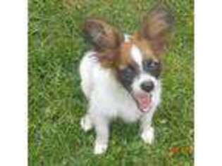 Papillon Puppy for sale in Olive Hill, KY, USA